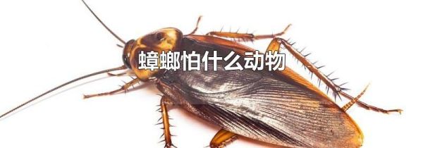 蟑螂怕什么动物