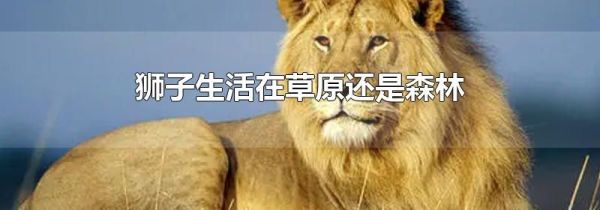 狮子生活在草原还是森林