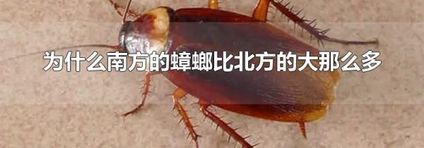 为什么南方的蟑螂比北方的大那么多