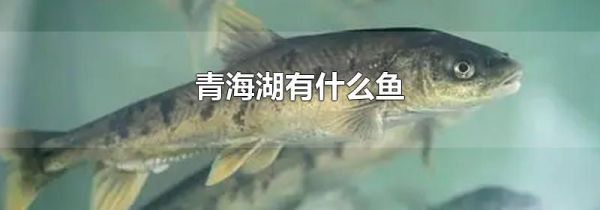 青海湖有什么鱼