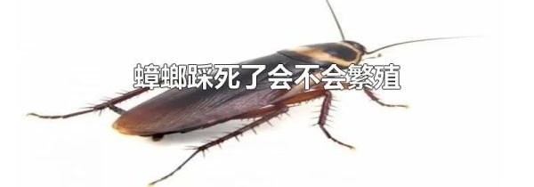 蟑螂踩死了会不会繁殖