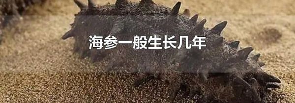 海参一般生长几年