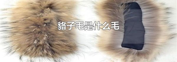 貉子毛是什么毛