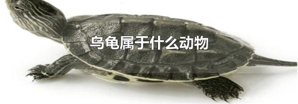 乌龟属于什么动物
