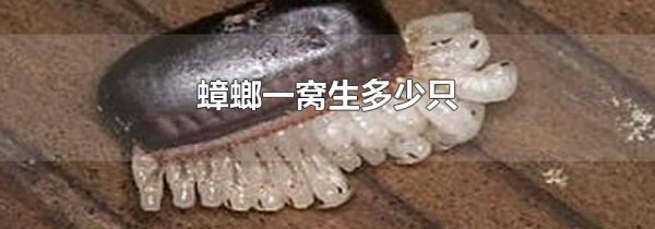 蟑螂一窝生多少只