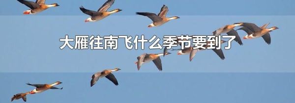 大雁往南飞什么季节要到了