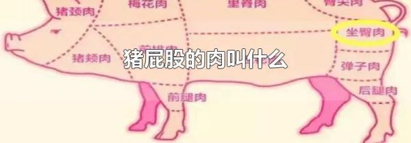 猪屁股的肉叫什么