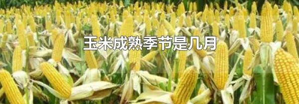 玉米成熟季节是几月