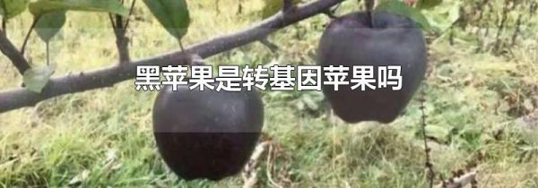 黑苹果是转基因苹果吗