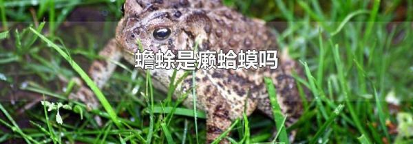 蟾蜍是癞蛤蟆吗