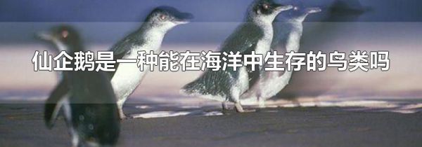 仙企鹅是一种能在海洋中生存的鸟类吗