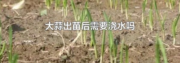 大蒜出苗后需要浇水吗