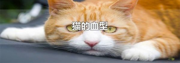 猫的血型