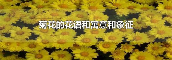 菊花的花语和寓意和象征