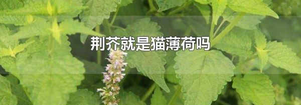 荆芥就是猫薄荷吗