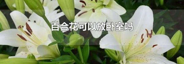 百合花可以放卧室吗