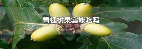 青杠树果实能吃吗