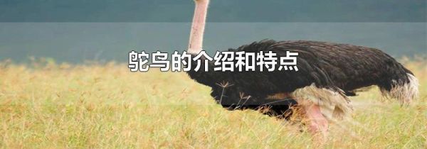 鸵鸟的介绍和特点