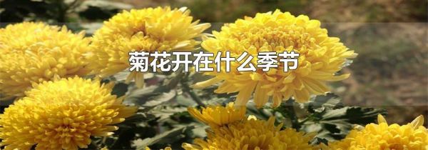 菊花开在什么季节