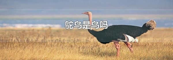 鸵鸟是鸟吗
