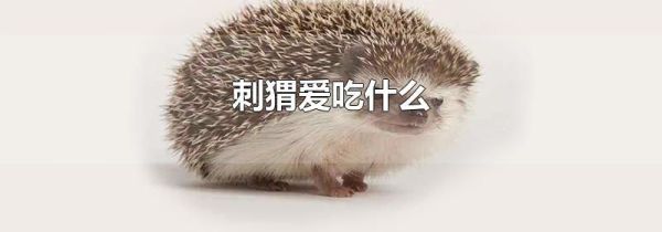 刺猬爱吃什么