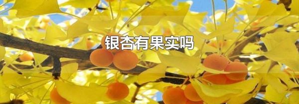银杏有果实吗