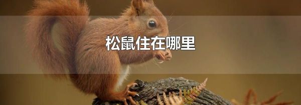 松鼠住在哪里
