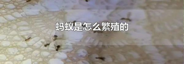 蚂蚁是怎么繁殖的