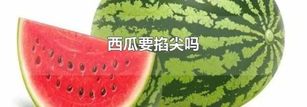 西瓜要掐尖吗