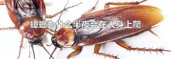 蟑螂为什么半夜会在人身上爬