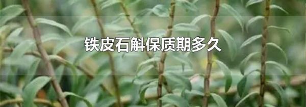 铁皮石斛保质期多久