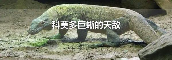 科莫多巨蜥的天敌