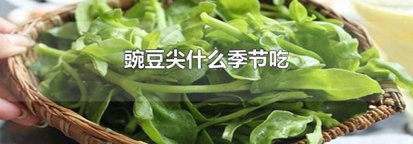 豌豆尖什么季节吃
