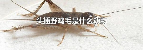 头插野鸡毛是什么动物