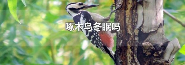 啄木鸟冬眠吗