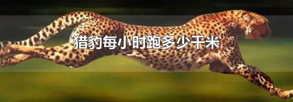 猎豹每小时跑多少千米