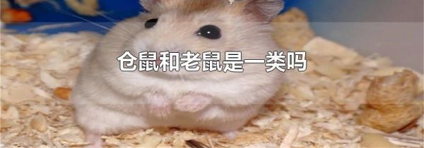 仓鼠和老鼠是一类吗