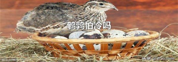 鹌鹑怕冷吗