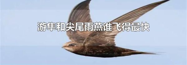 游隼和尖尾雨燕谁飞得最快