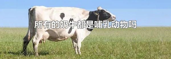 所有的奶牛都是哺乳动物吗