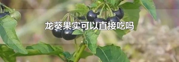 龙葵果实可以直接吃吗