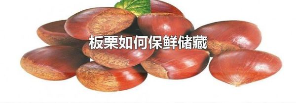 板栗如何保鲜储藏