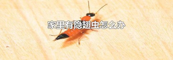 家里有隐翅虫怎么办