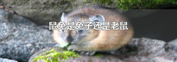 鼠兔是兔子还是老鼠