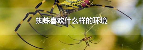 蜘蛛喜欢什么样的环境