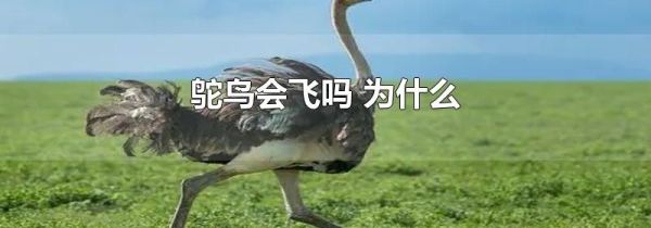 鸵鸟会飞吗 为什么
