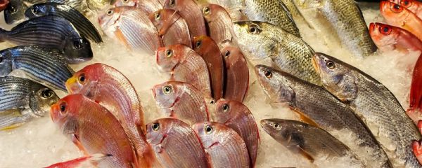 一斤左右的鱼要蒸多久 蒸一斤左右的鱼要蒸多久