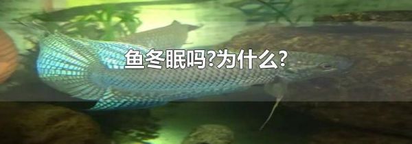 鱼冬眠吗?为什么?