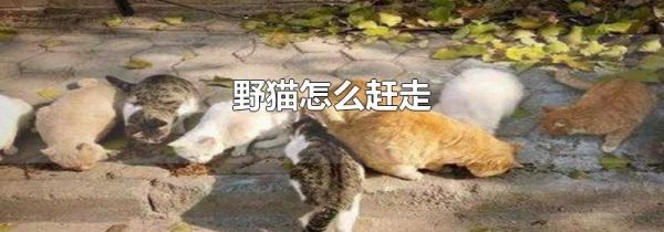 野猫怎么赶走