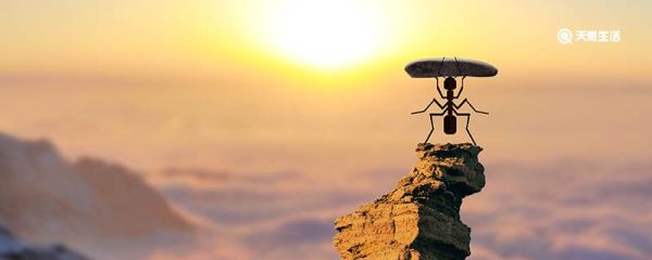 蚂蚁为什么摔不死 蚂蚁摔不死原因